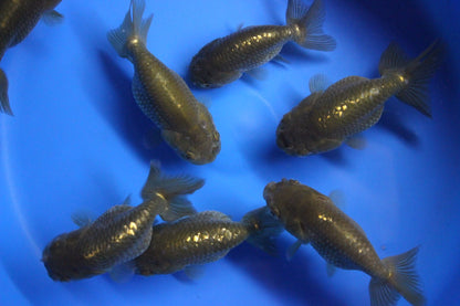 Goldfish - Ranchu assorted
