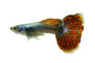 Guppy Dumbo Male - Various
