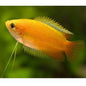 Gourami Dwarf Honey variants (Trichogaster chuna)