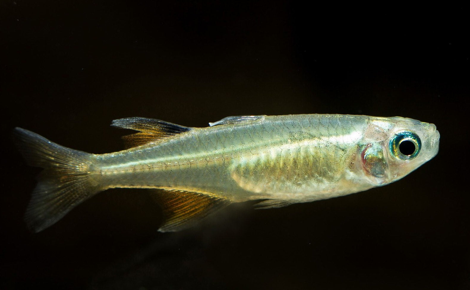 Freshwater Blue Eyes – Aquarium Gallery