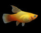Platy Hi-Fin - various