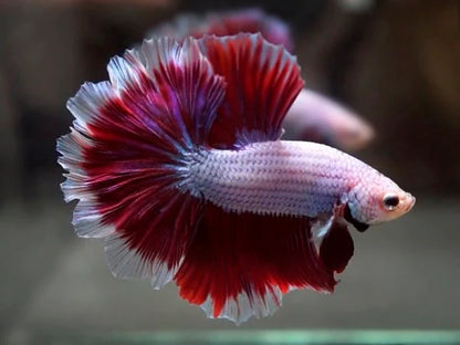 Betta Halfmoon Male - Assorted