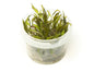 TC Cryptocoryne wendtii 'red'