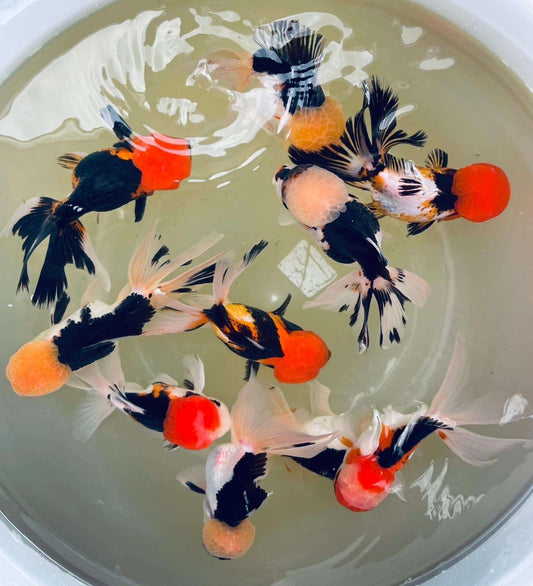 Goldfish - Oranda Assorted Tricolour