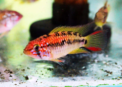 Apistogramma - MacMasteri PAIR