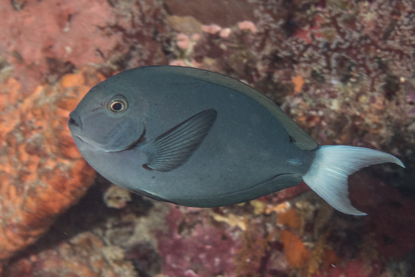 Tang - White Tail (Acanthurus thompsoni)