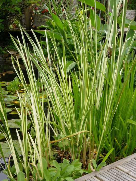 Acornis gramineus (Varigated Rush)  - *Bog Plant - Not True Aquatic*