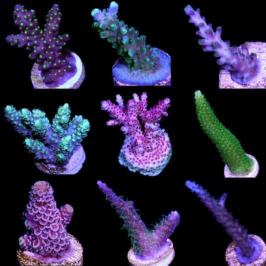 SPS Assorted Aquacultured Frags