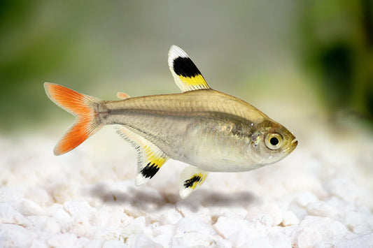 Tetra Pristella