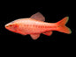 Barb - Cherry - Various