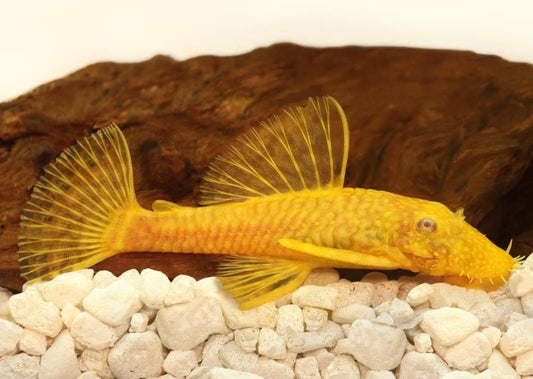 Pleco - Albino Bristlenose (Ancistrus sp.)