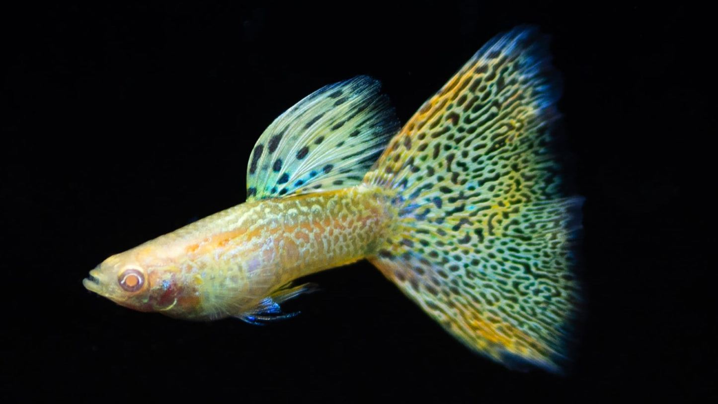 Guppy Albino Yellow Tiger