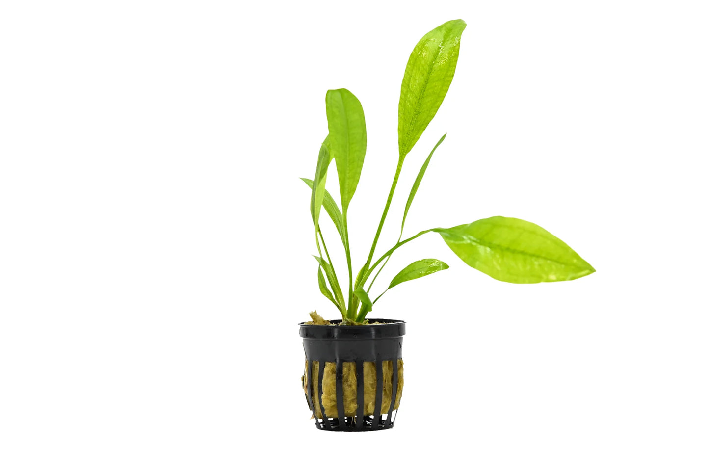Echinodorus cordifolius 'Radican' Sword