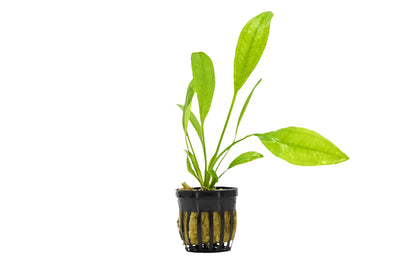 Echinodorus cordifolius 'Radican' Sword