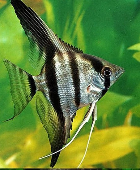 Angelfish Pinoy 6cm