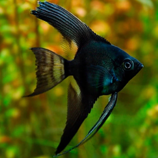 Angelfish Black Lace Veiltail