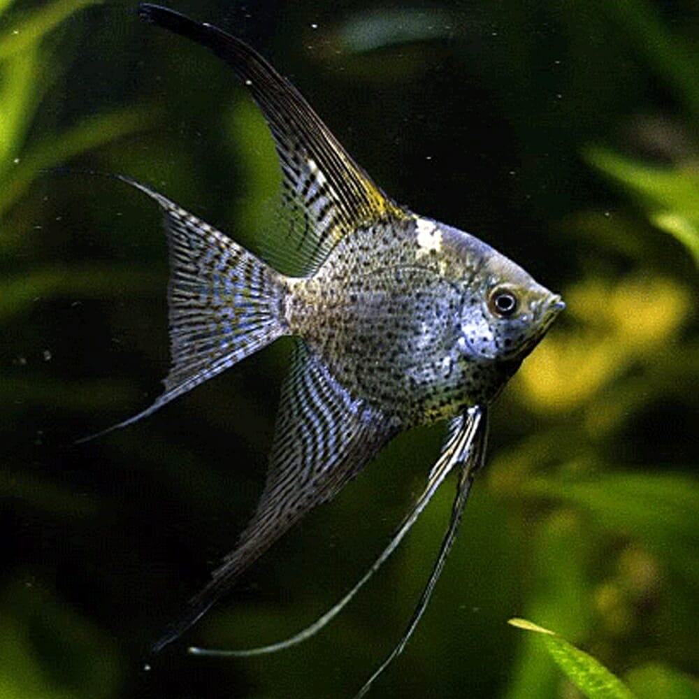 Freshwater Angelfish – Aquarium Gallery