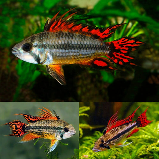 Apistogramma - Cacatuoides Super Red PAIR