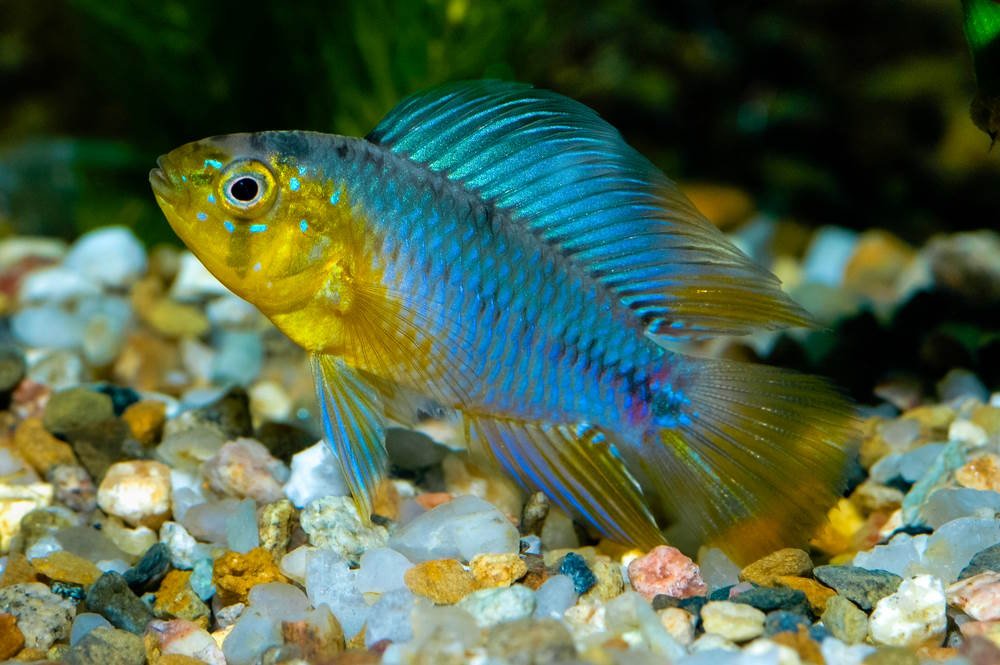 Apistogramma - Borellii Yellow Blue