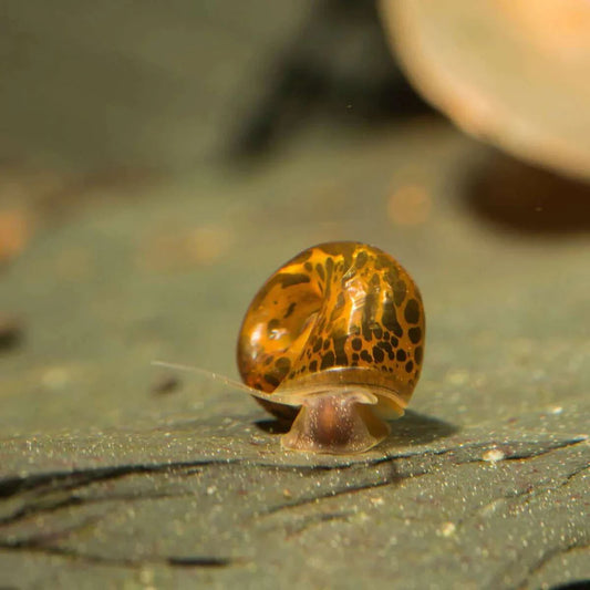 Snail Ramshorn