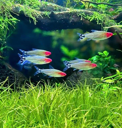 Tetra Rummynose