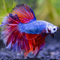 Betta Halfmoon Male - Assorted