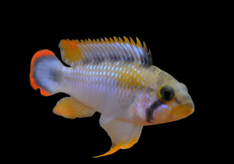 Apistogramma - Panduro