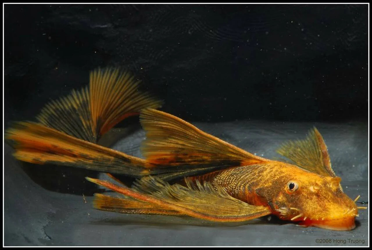 Pleco - Long Fin Bristlenose (Ancistrus sp.)