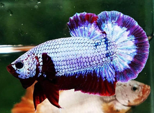 Betta PKHM Dragon Male - Assorted