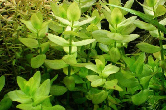 Bacopa caroliniana