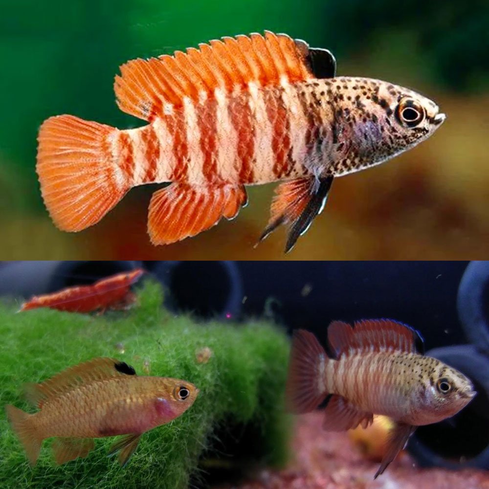 Badis - Black Tiger Dario (Dario tigris) PAIR