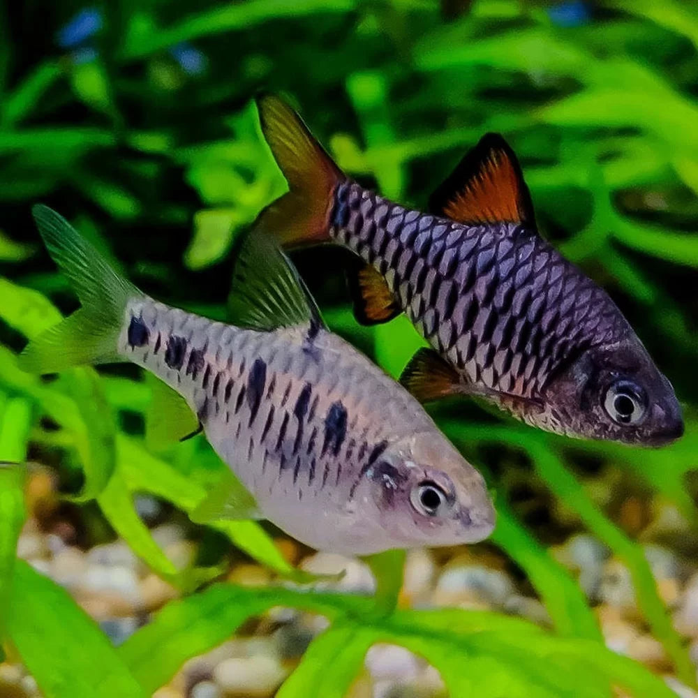 Barb Checker – Aquarium Gallery
