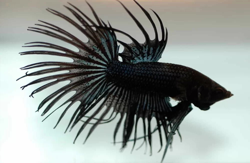 Betta Crowntail Male - Assorted