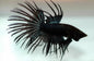 Betta Crowntail Male - Assorted