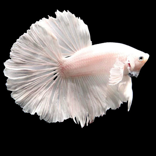 Betta Halfmoon Male - Assorted