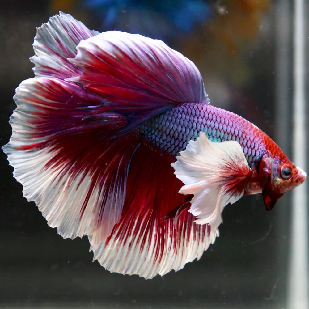 Dumbo Fin Betta Dumbo Male - Assorted – Aquarium Gallery