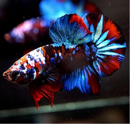 Betta PKHM Galaxy Koi
