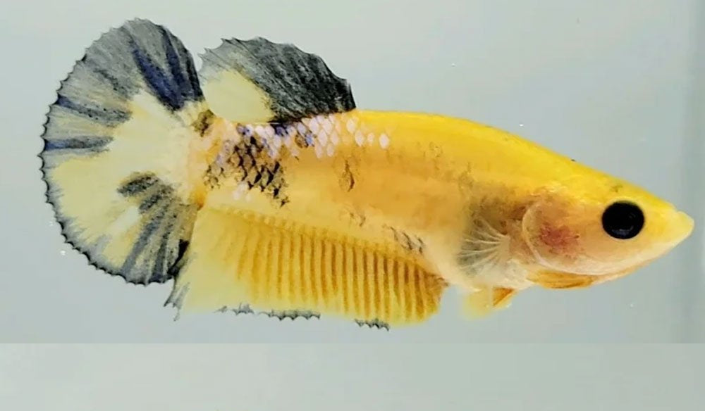 Betta Female Assorted