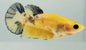 Betta Female Assorted
