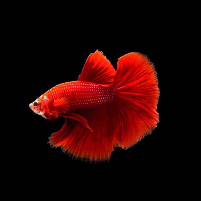 Betta Super Delta Male