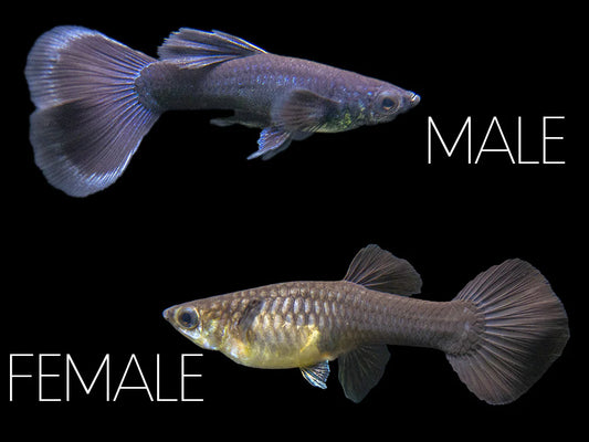 Guppy Black Moscow PAIR