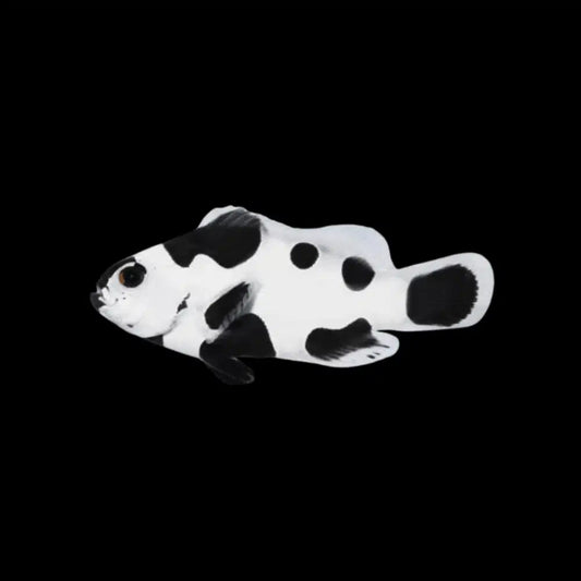 Marine Clownfish – Aquarium Gallery