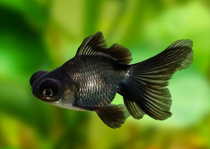 Goldfish - Black Moor 7cm