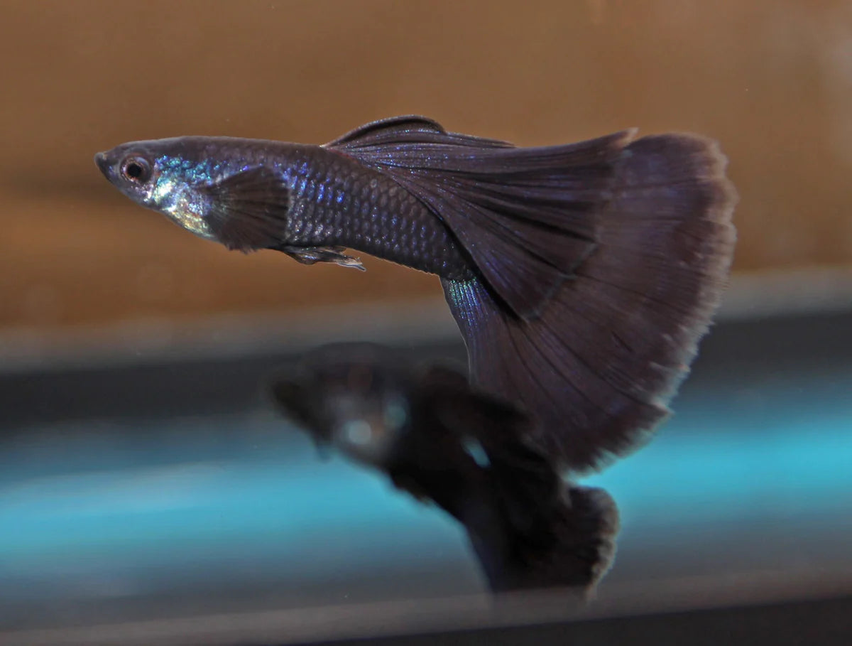 Guppy Moscow Blue Male