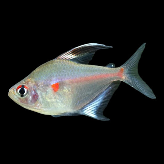 Tetra Bleeding Heart