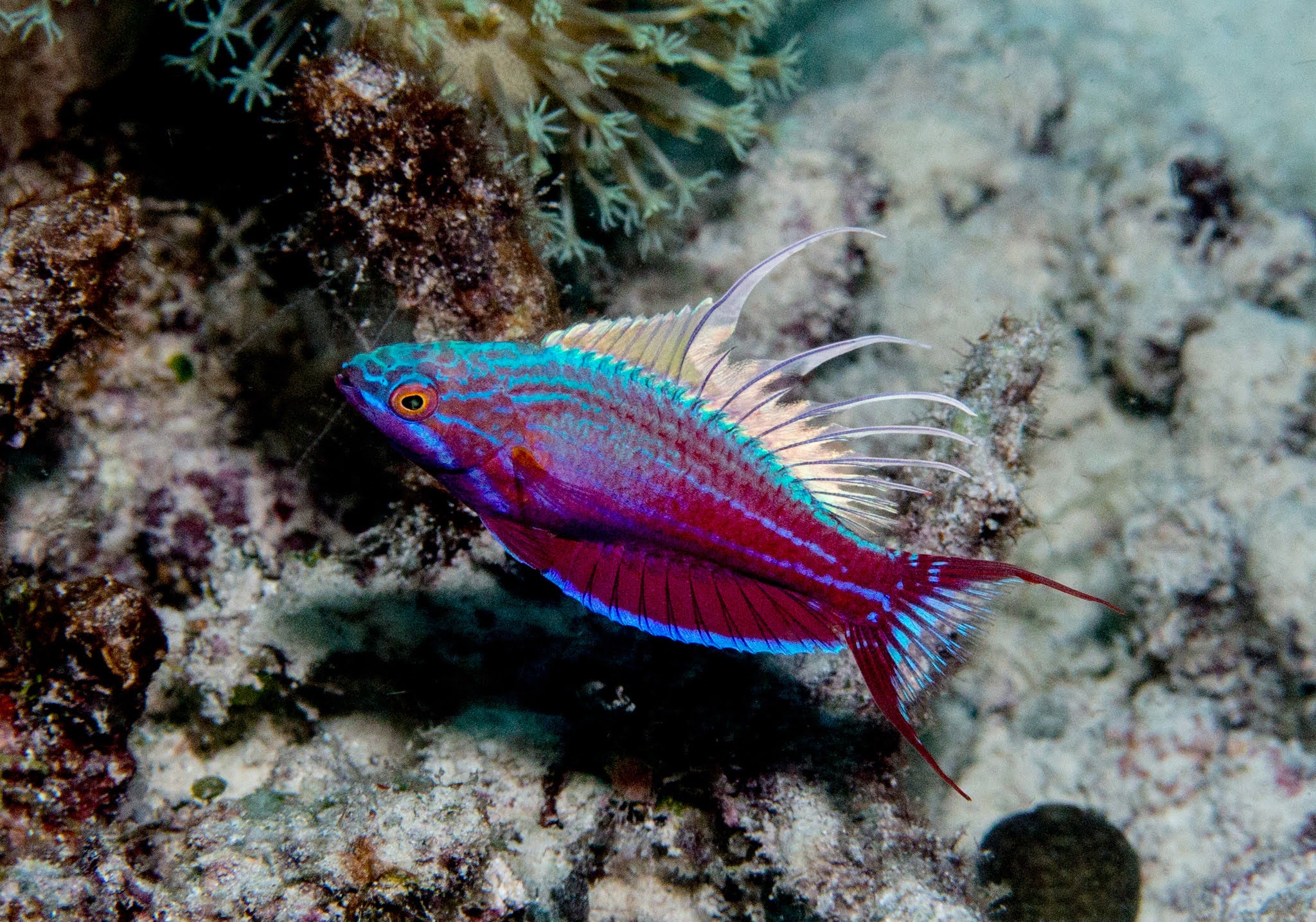 Möwe Rasse Wrasse - Flasher (Paracheilinus cyaneus) – Aquarium Gallery