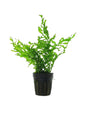 Bolbitis heudelotii (African Water Fern)