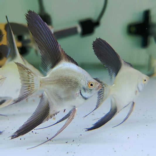 Angelfish Bulgarian Seal Point 4cm