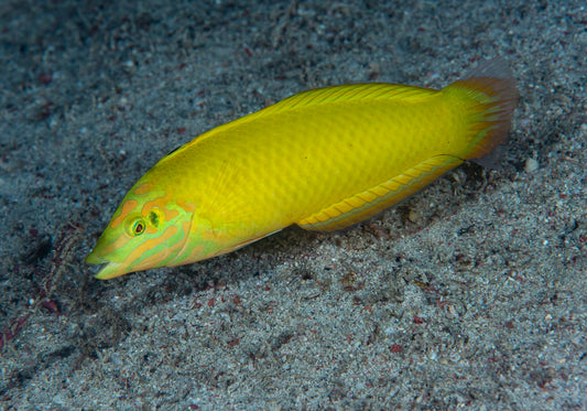 Wrasse - Banana