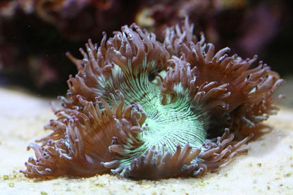 Elegance Corals (Catalaphyllia sp.)